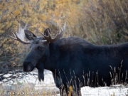 Moose in Wilson
